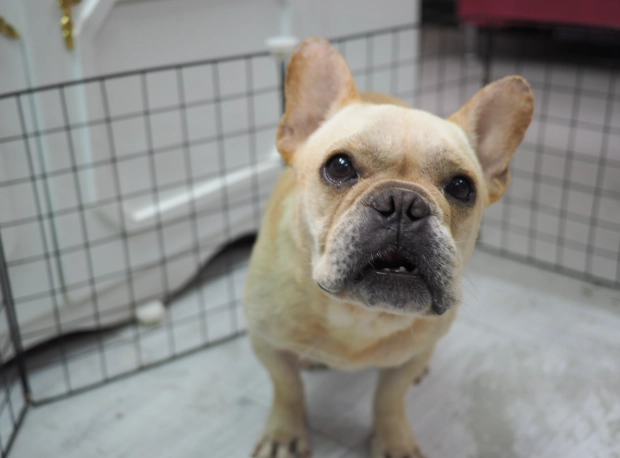 領養法鬥注意事項