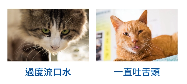 貓流口水原因