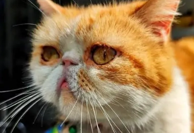 加菲貓行為分析