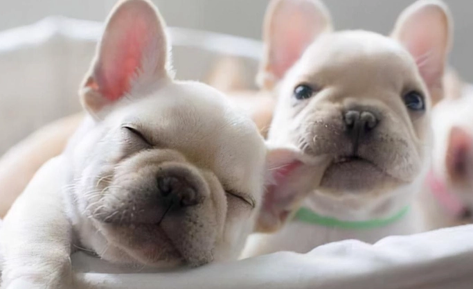 法鬥壽命影響因素