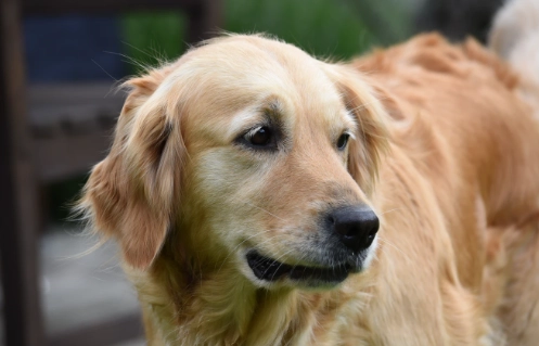黃金獵犬體重標準