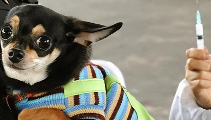 狂犬疫苗後護理