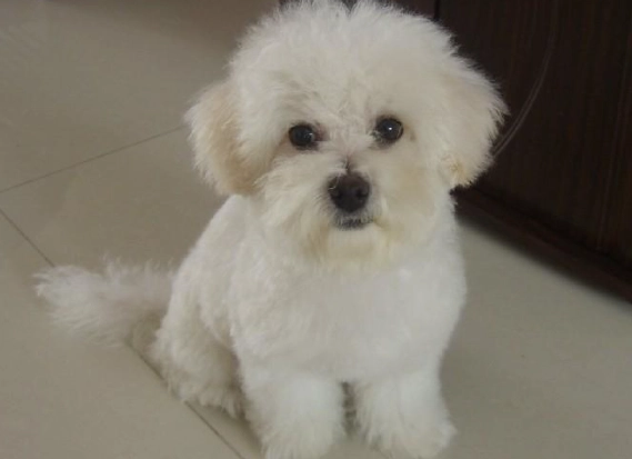 瑪爾濟斯比熊混種