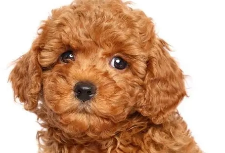 貴賓狗養護成本