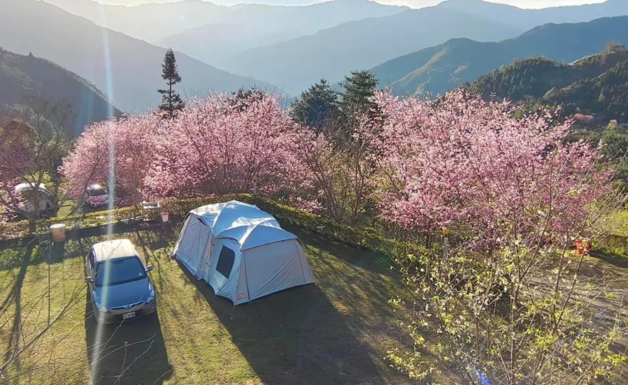 宜蘭櫻花露營