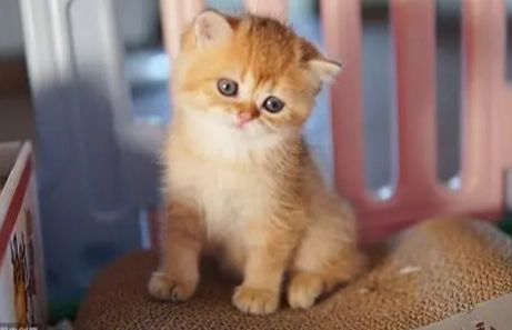 貓咪不舒服撒嬌