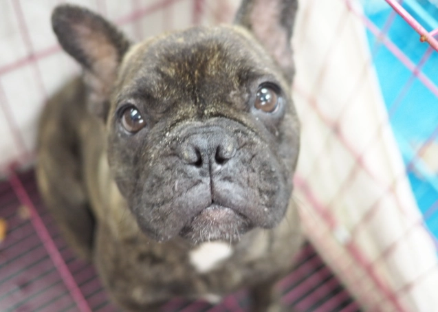 領養法鬥注意事項