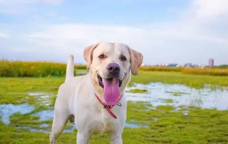 拉布拉多犬飼養