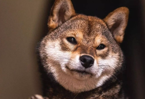 胡麻柴犬飼養方法