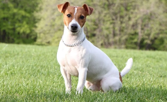 傑克羅素梗犬聰明度