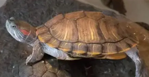 裂紋山烏龜 保育