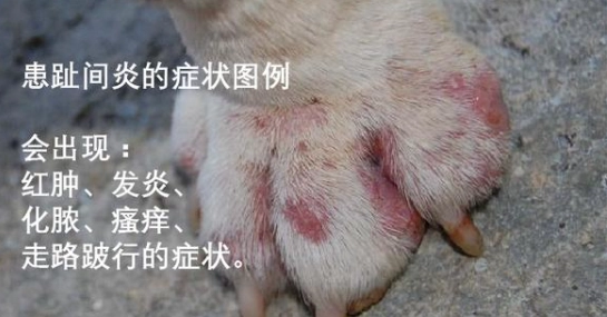 狗狗趾間炎散步