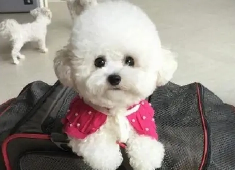 馬爾濟斯比熊混種犬