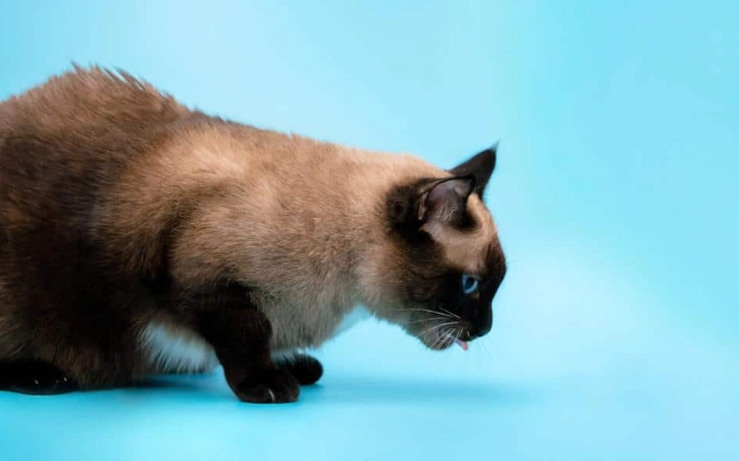 貓咪不舒服姿勢