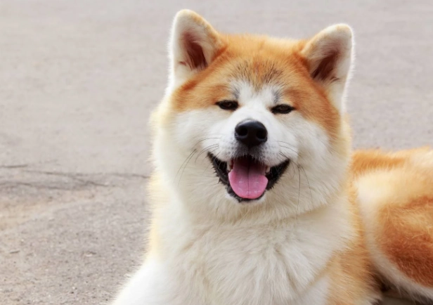 秋田犬領養注意事項