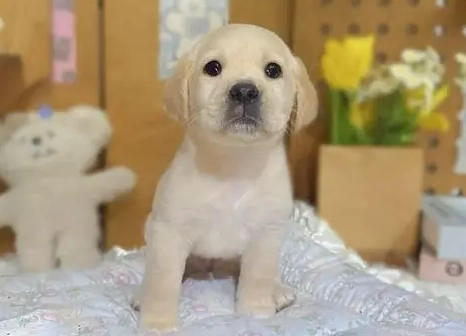 拉布拉多幼犬購買