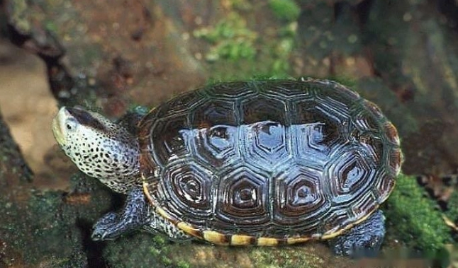 裂紋山烏龜 飼養