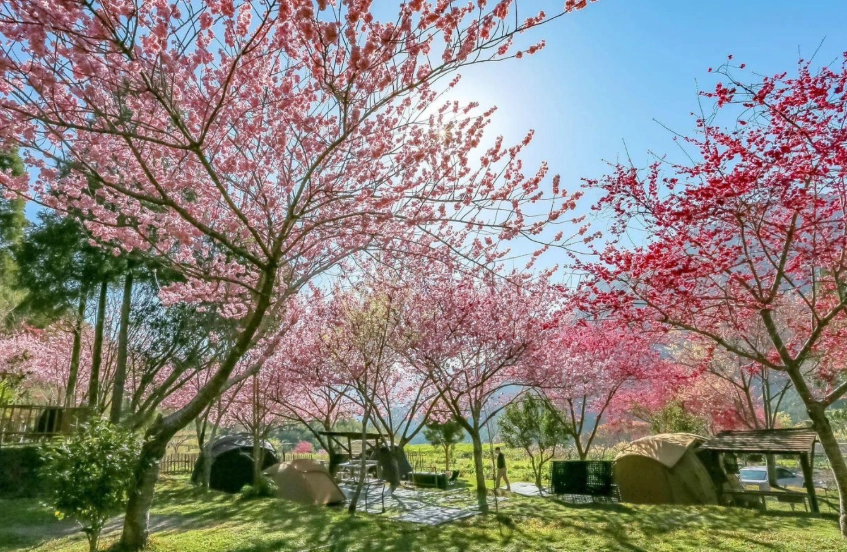 賞櫻露營推薦