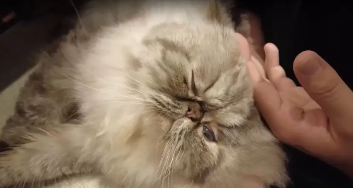 扁脸猫健康问题