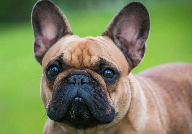 法鬥壽命影響因素