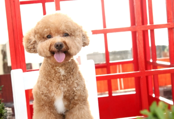 台灣貴賓狗領養機構