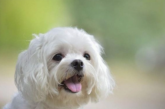 瑪爾濟斯比熊混種