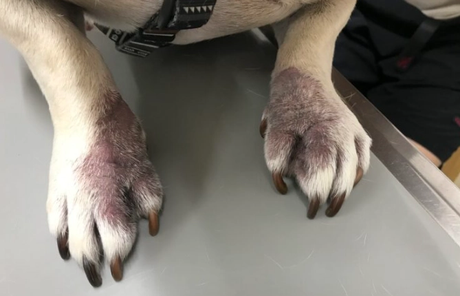 狗狗趾間炎症狀