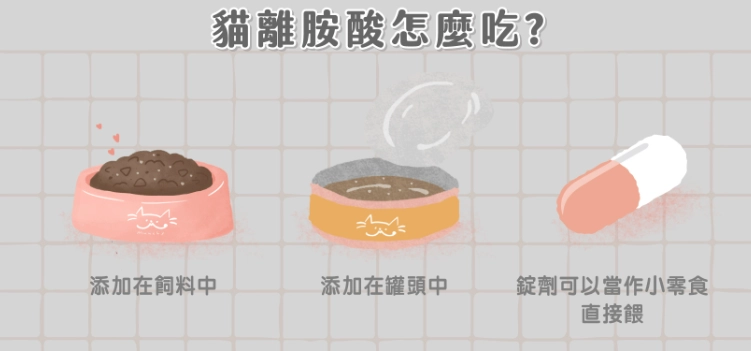 貓離胺酸餵食方法