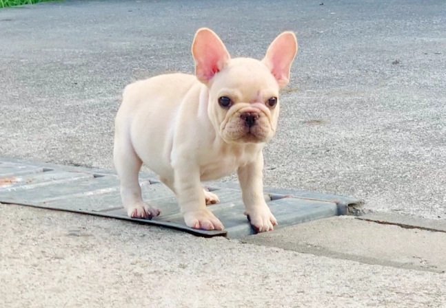 法國鬥牛犬繁殖