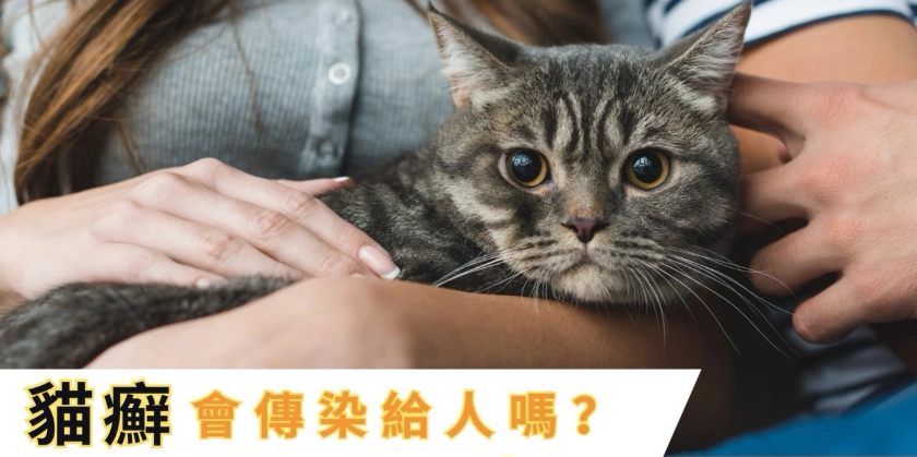 貓瘟傳染人類