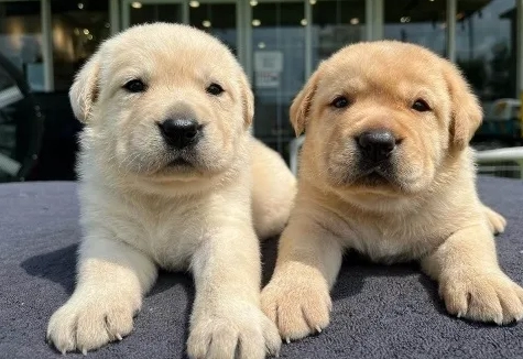 拉布拉多犬舍推薦