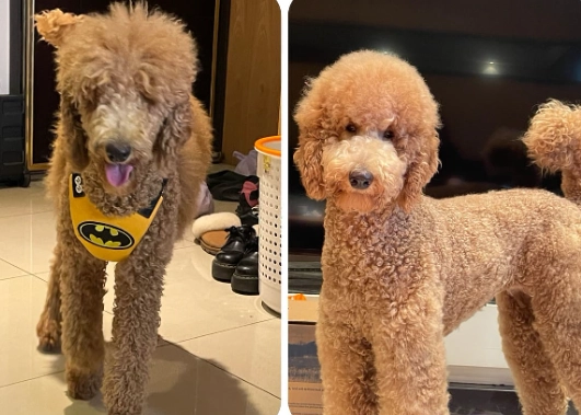 領養貴賓狗流程