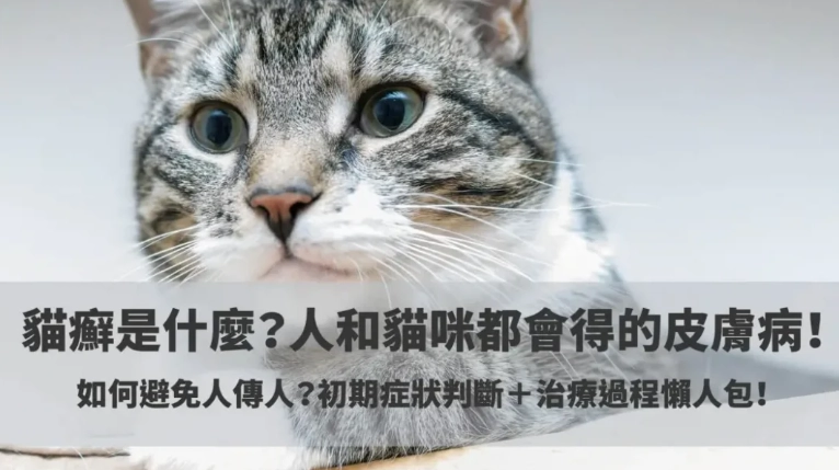 貓癬治療方法