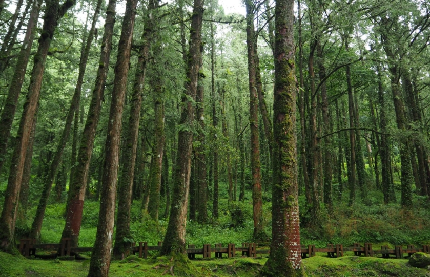 森林遊樂區推薦