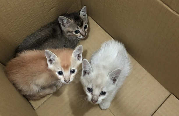 貓瘟會傳染給人類嗎