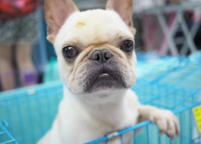 法國鬥牛犬領養