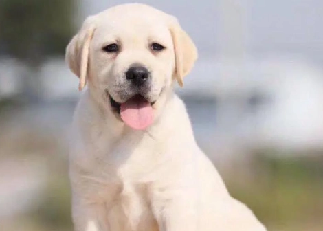 台灣拉布拉多犬舍