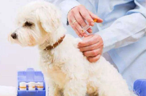 寵物疫苗副作用