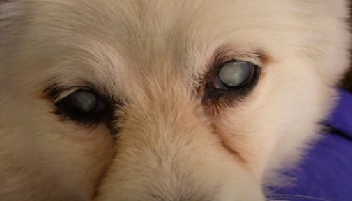 狗狗眼睛混浊