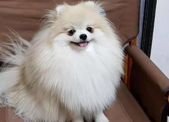 博美犬健康管理