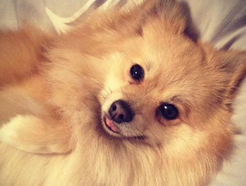 博美犬体重标准