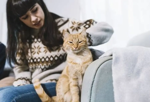 貓尾巴動作意思