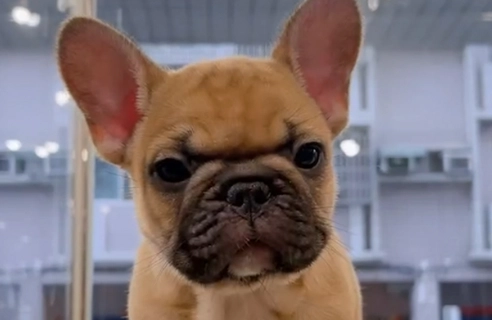 法鬥壽命影響因素