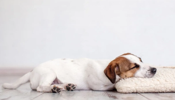 狗狗做夢會叫原因