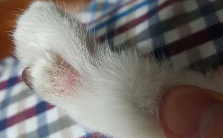 貓癬治療方法