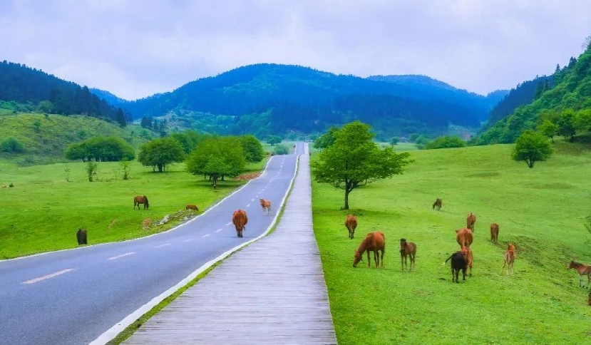 森林遊樂區與國家公園比較