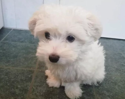 馬爾濟斯比熊混種犬