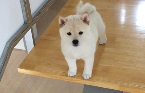 白色柴犬健康問題