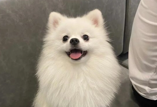 博美犬健康管理