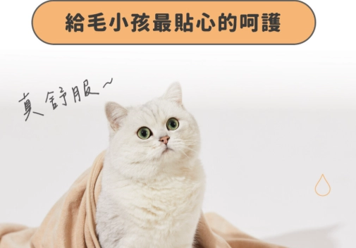 新手養貓注意事項